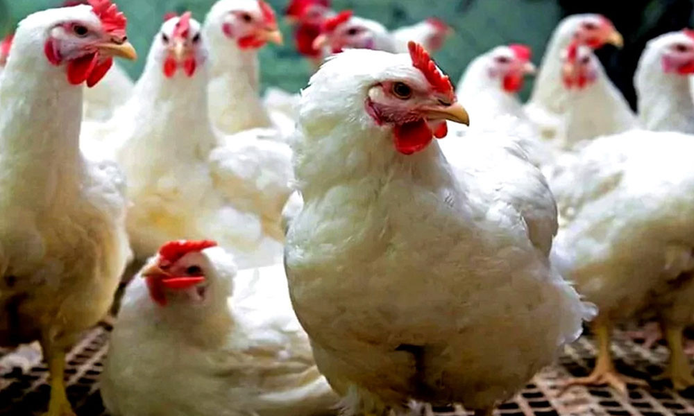 New price fixation of broiler chicken, effective from tomorrow